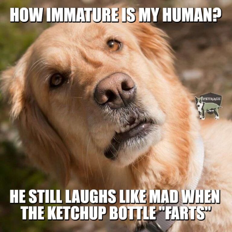 Great Dane Horse Meme PETRAGE